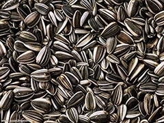 sunflower seeds storage